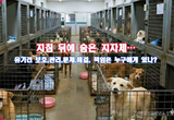 유기견은 늘고, 책임은 사라졌다.?