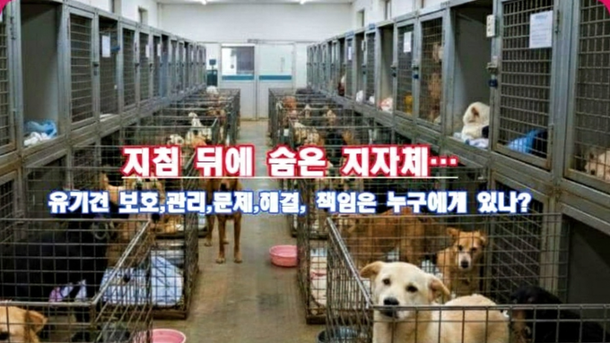 유기견은 늘고, 책임은 사라졌다.?