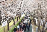 부산 사상구, 2025년 낙동강정원 벚꽃축제 개화식 개최