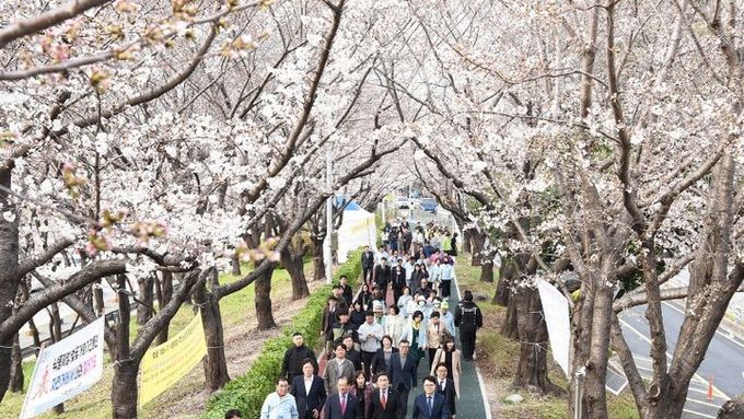 부산 사상구, 2025년 낙동강정원 벚꽃축제 개화식 개최