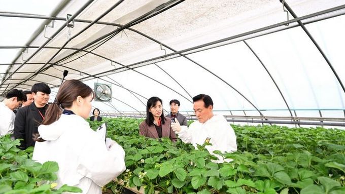 논산딸기축제 전 안전성 검사 모두 ‘적합’ 체계적 관리와 현장 중심 교육 효과 입증