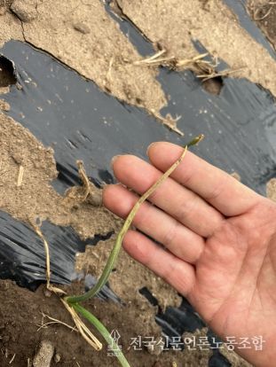 제주도 농업기술원, 양파 노균병 사전 방제 철저 당부