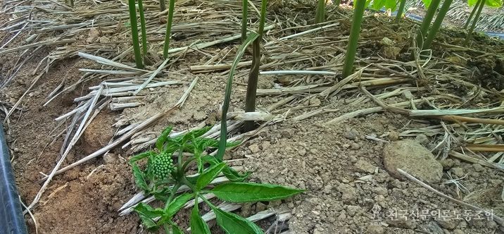 경북도, 인삼 출아기 생육환경 관리 철저!