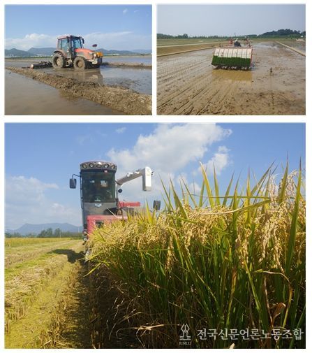 부산시농업기술센터, 부산 쌀 '황금예찬' 재배면적 확대 추진!