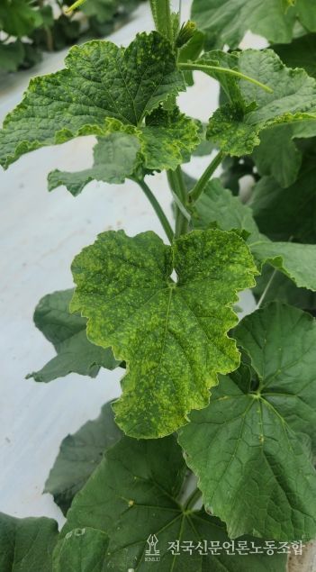 멜론괴저반점바이러스