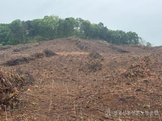 파주시, 2025년 경제림 조성사업 완료…4만 7천여 그루 식재