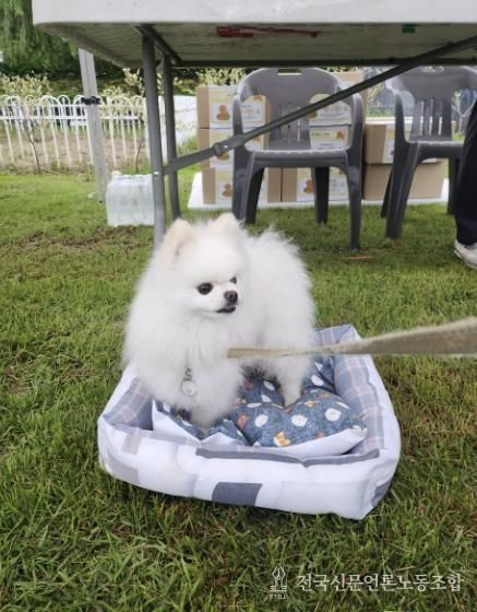 폐현수막으로 제작한 반려동물 쿠션 위에 있는 애완견