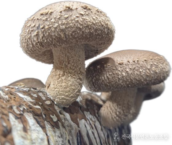 산호향(표고버섯)