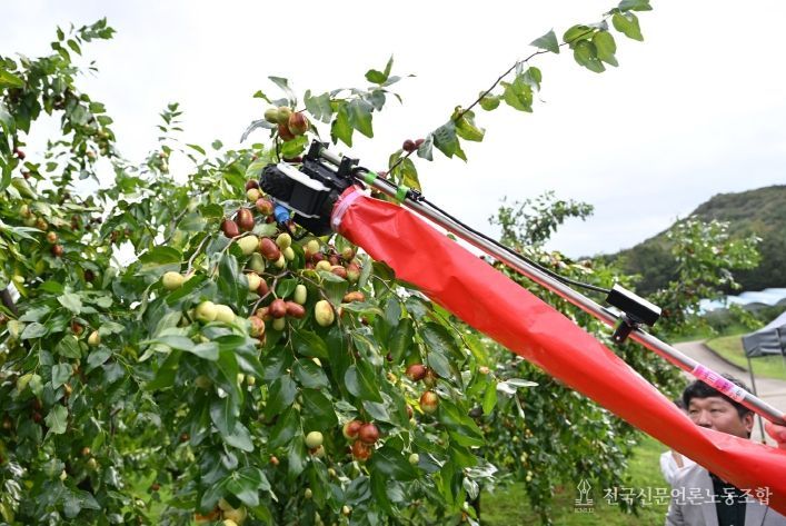 충북농기원, 대추 신품종과 휴대용 수확기 공개