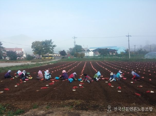 충북농기원, 가을철 마늘 파종 준비 철저 당부