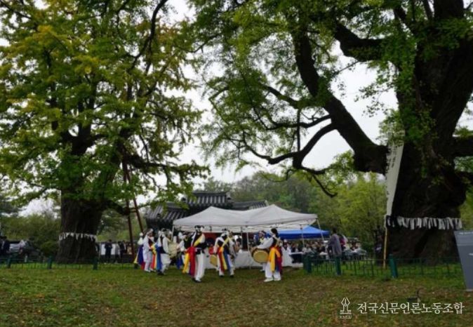 당산나무 할아버지 활동 모습 ‘세종 임난수 은행나무’ 당산제