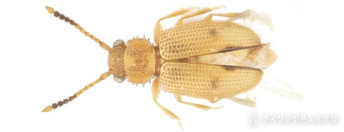 제주도에서 발견된 닮은모래가는납작벌레 사진.