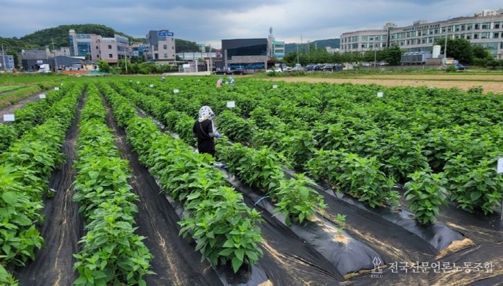 익직불제 대응 소면적 작물 비료사용 기준 설정