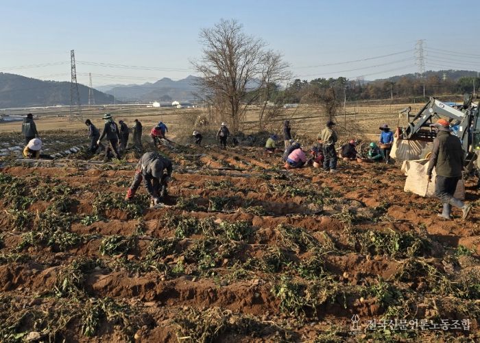 홍농청보리영농조합