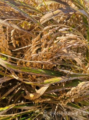 벼 깨씨무늬병 피해 사진