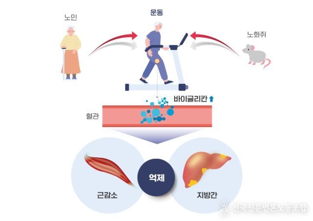 운동을 통해 분비된 바이글리칸(Biglycan)의 근육과 간 손상 개선효과 모식도