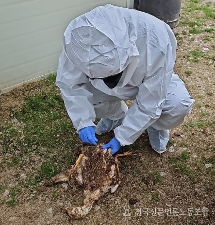 조류인플루엔자 폐사체 시료채취