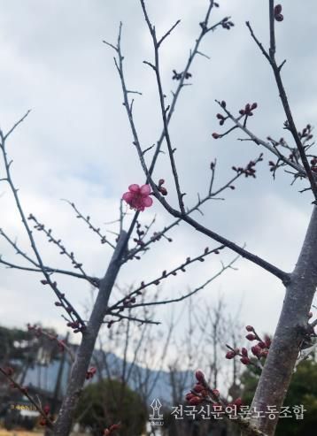강진 첫 ‘홍매화’ 개화에 강진청자축제 기대감 증폭