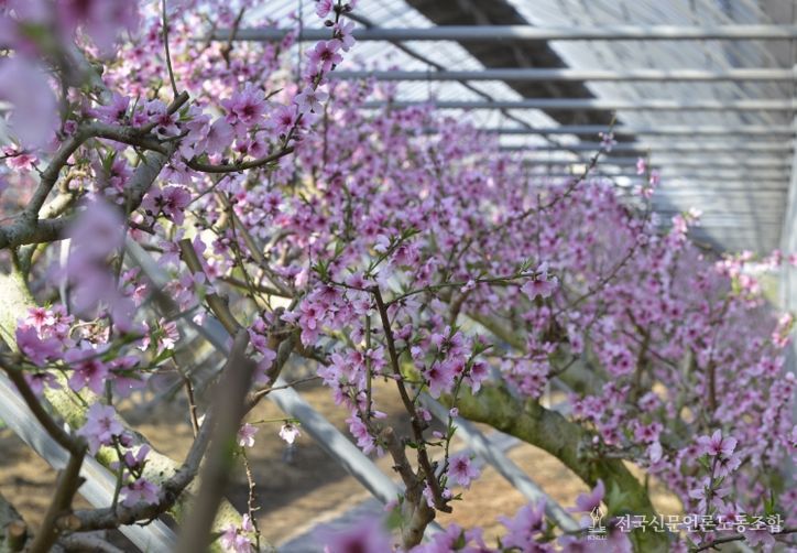 봄 소식을 전하는 복사꽃 만개!