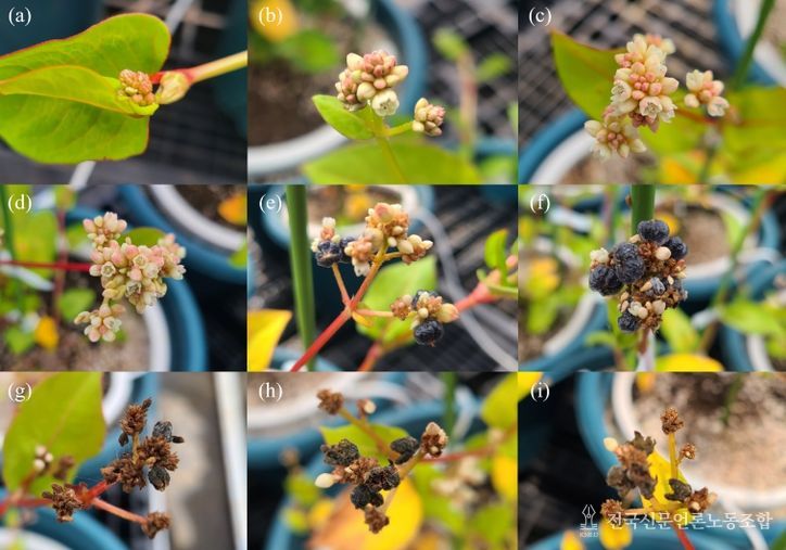 덩굴모밀의 시기별 모습