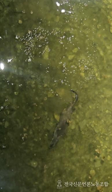 충북 괴산군 에코브릿지 아래 하천에서 천연기념물인 수달이 헤엄치며 먹이 활동을 하고 있다