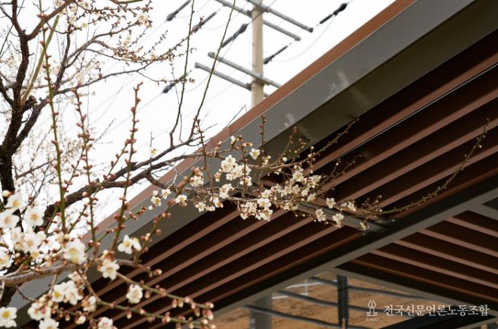 울진‘매화’꽃망울 활짝