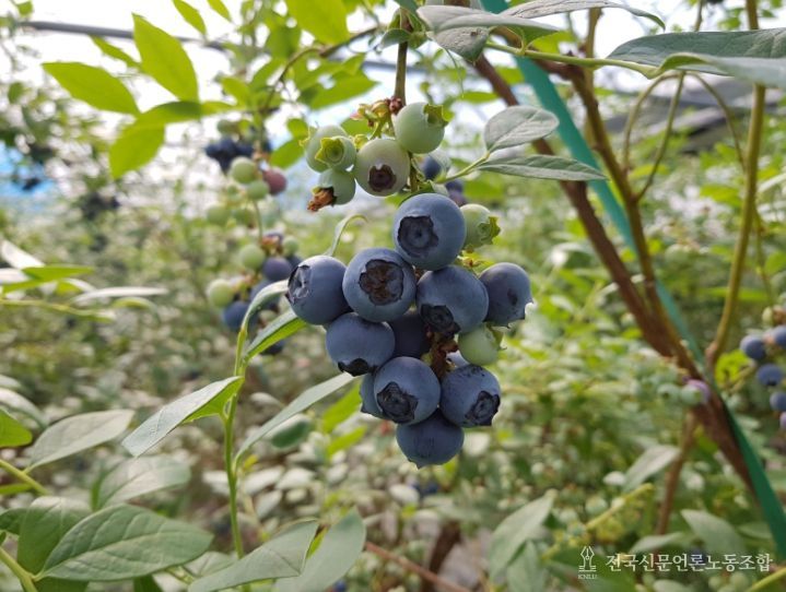 곡성군, 2월 블루베리 첫 수확