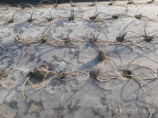 건조한기상으로인해잎이많이마른양파
