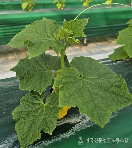 시설채소 최대 골칫거리 없앤다