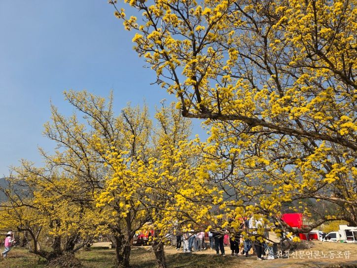 제27회 구례산수유꽃축제