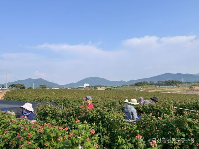 고창 복분자 재배