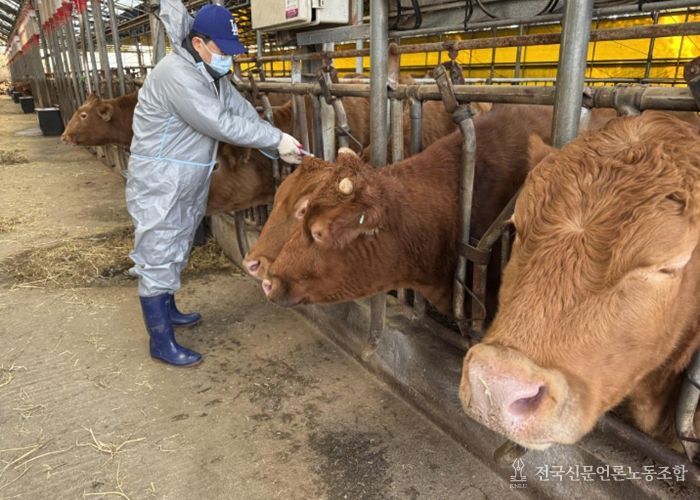 구제역 백신 접종