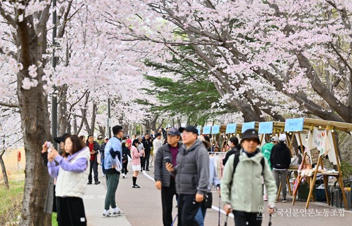 속초시, 2026 영랑호 벚꽃축제 먹거리·플리마켓 참가자 공개 모집