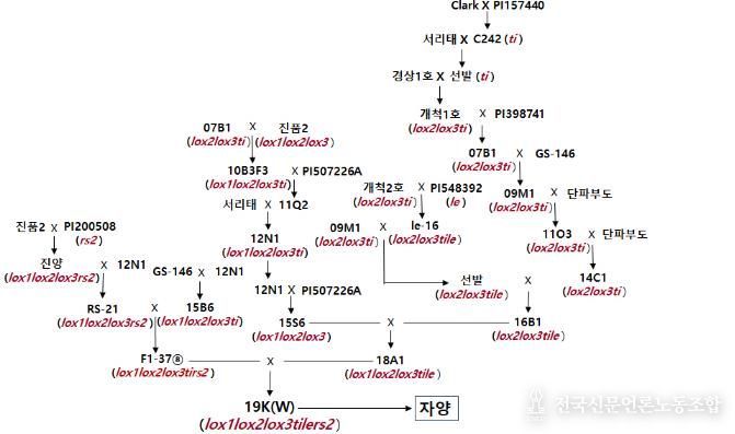 경상국립대학교 정종일 교수, 자양콩 종자, 자양콩 육종 계보