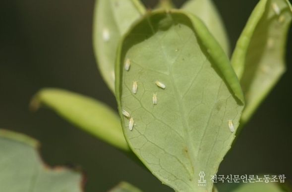 구기자 양분관리, 토양분석 후 정밀 시비가 핵심