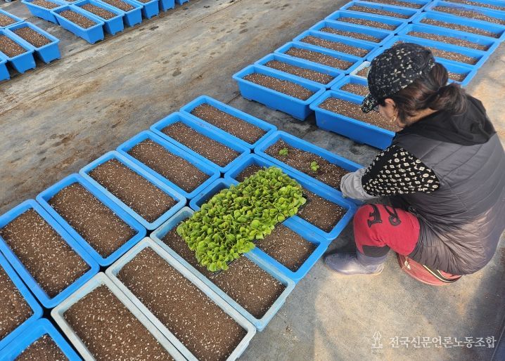 금산군농업기술센터 봄맞이 하천 데크길 경관 조성 꽃묘 정식 모습