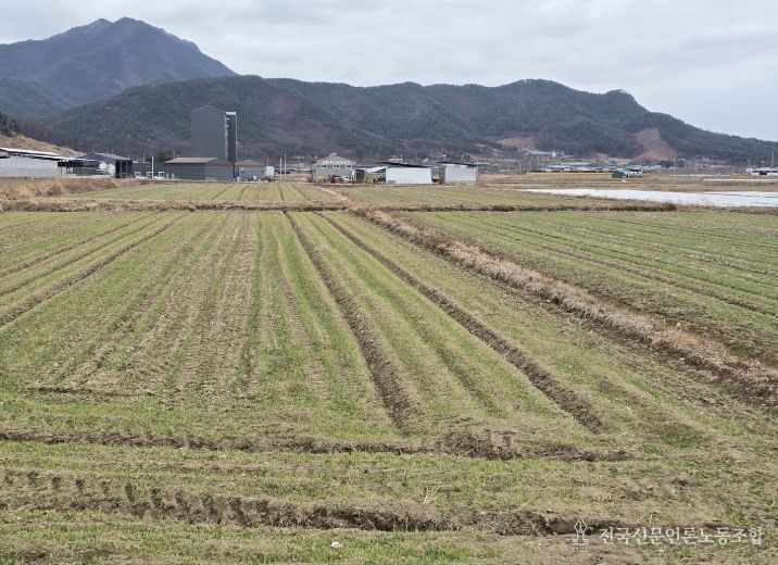봄철 맥류 관리 ‘골든타임’…구미시, 현장 기술지원 강화배수로