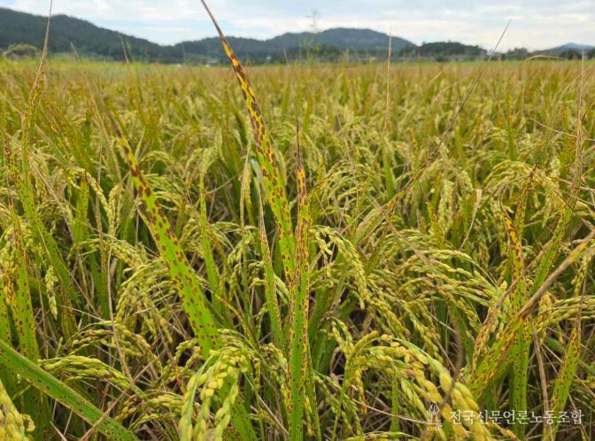 깨씨무늬병 관련 사진