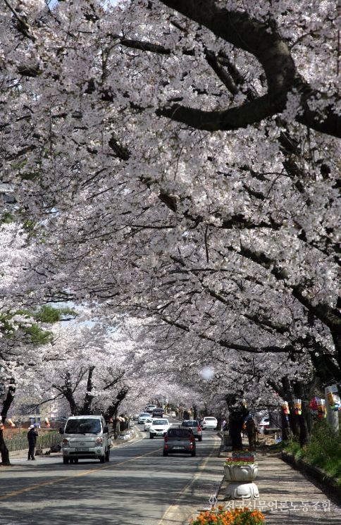 2026 영암왕인문화축제 D-7, 벚꽃 공식 개화.