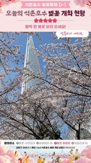 송파구, 벚꽃 개화 카운트다운 SNS 중계 시작!