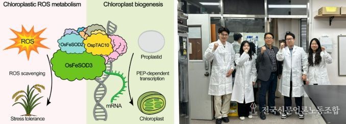 전남대 장규필 교수팀, 기후위기 작물 공식 깼다