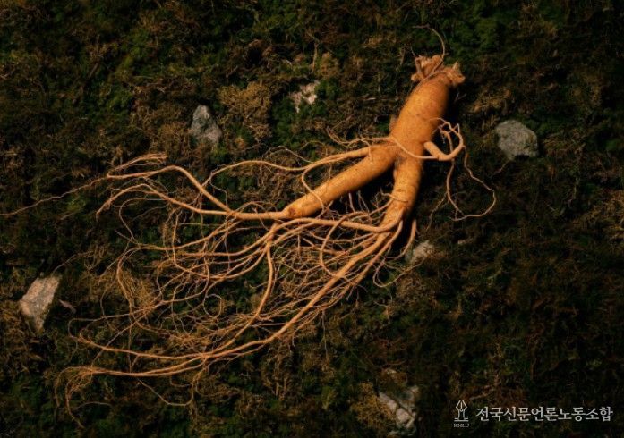 '인삼문화: 지식, 기술 그리고 사회문화적 실천' - 인삼