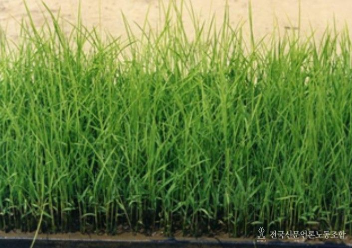 벼 키다리병(못자리)