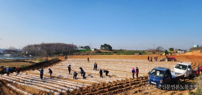정읍시, 신품종 고구마 ‘호풍미’ 첫 정식