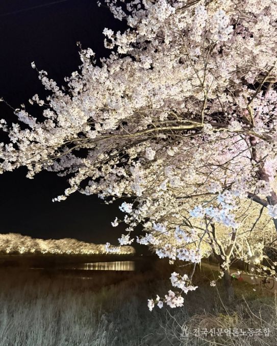장흥 용산면 남상천 벚꽃문화제