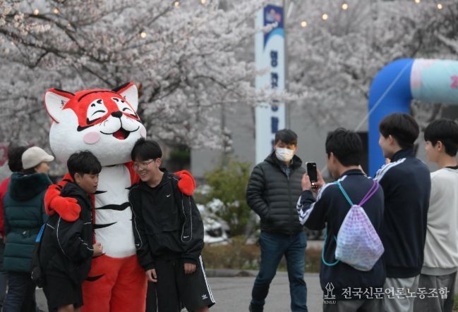 벚꽃으로 물든 영광, 2026년 영광 청년 벚꽃축제