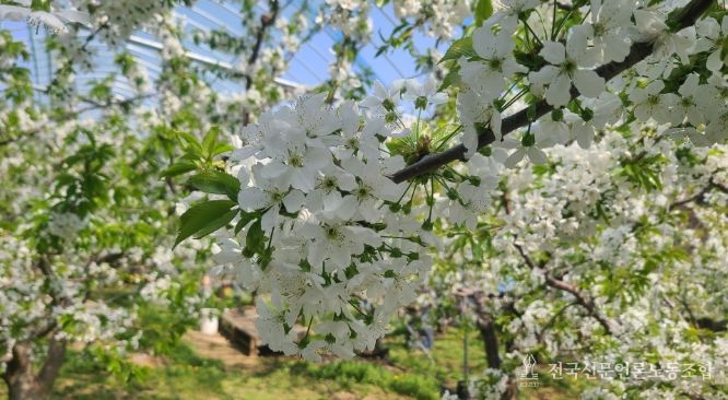 체리꽃으로 봄 관광 연다