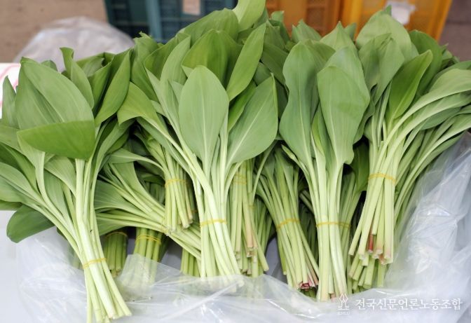 봄 기운 가득, 홍천 산채 본격 출하