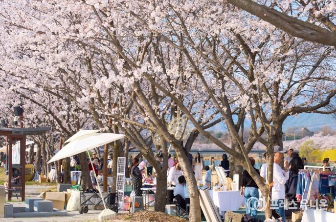 100만이 찾은 봄, 3색 봄꽃의 도시 구례