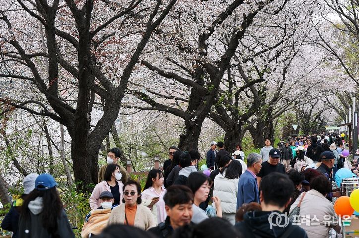 동대문구 봄꽃축제